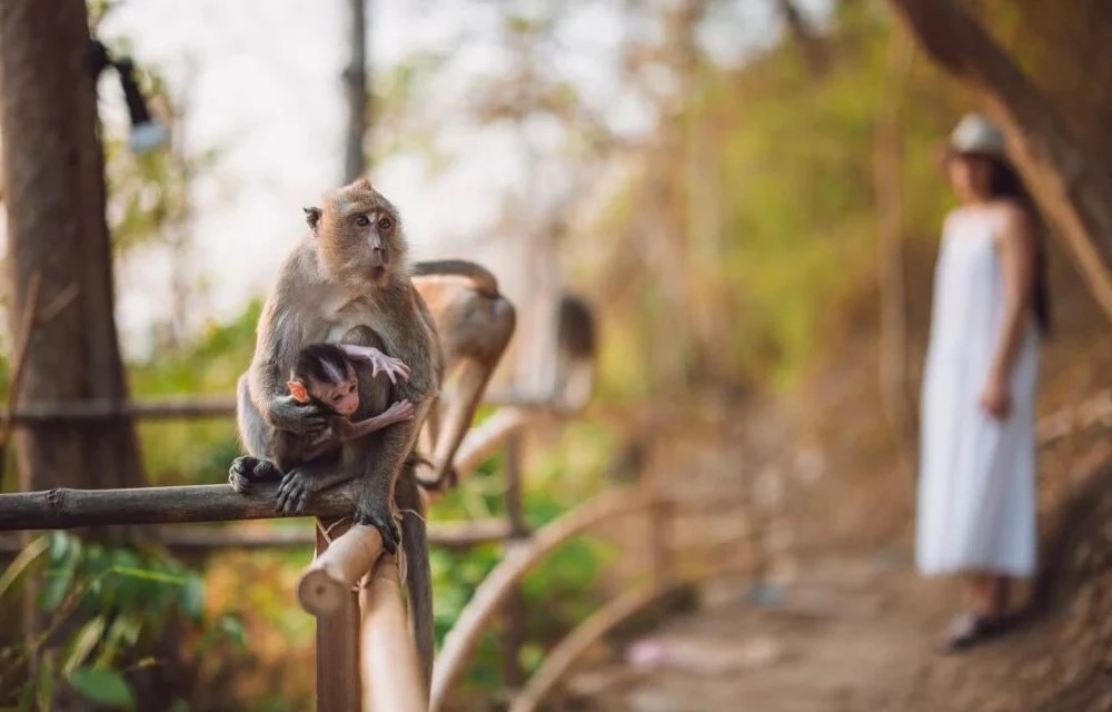 Monkey Trail in Krabi Pictures